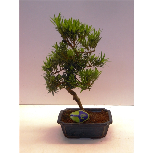 Горшечные цветы и растения оптом Bonsai Podocarpus Macrophyllus Shape, Without Dri от 2шт из Голландии с доставкой по России