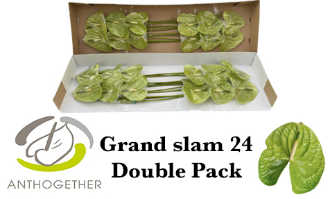 Срезанные цветы оптом Anthurium grand slam от 24шт из Голландии с доставкой по России