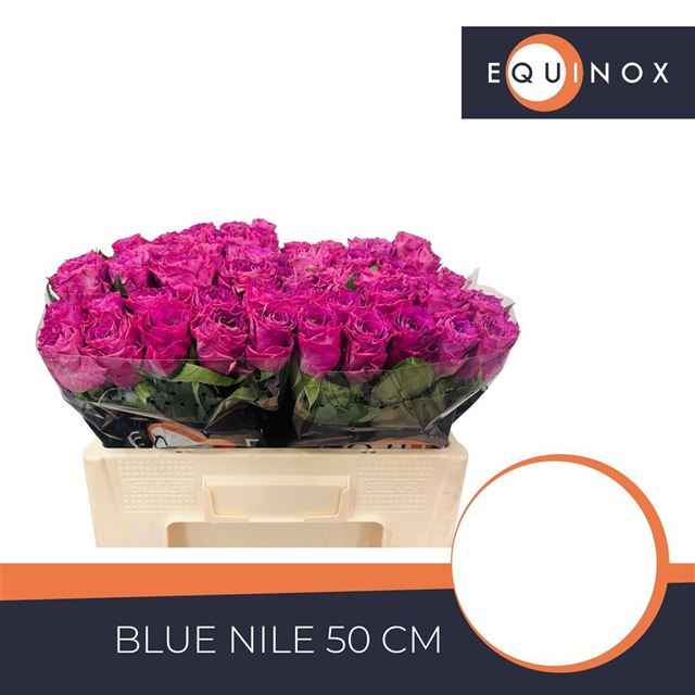 Срезанные цветы оптом Rosa la blue nile от 60шт из Голландии с доставкой по России