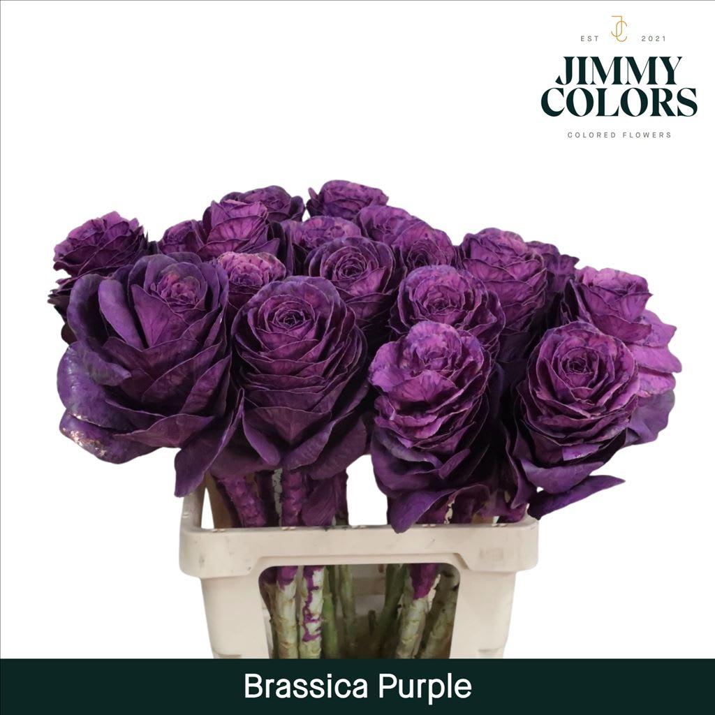 Срезанные цветы оптом Brassica L60 Purple от 20шт из Голландии с доставкой по России