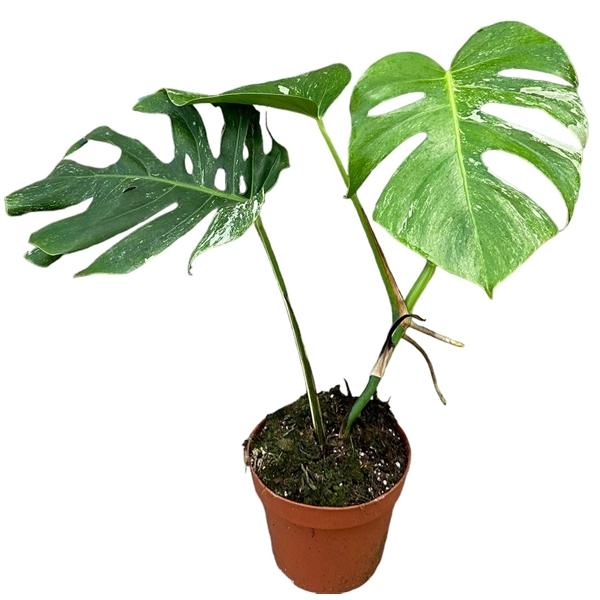 Горшечные цветы и растения оптом Monstera Deliciosa Variegata от 1шт из Голландии с доставкой по России