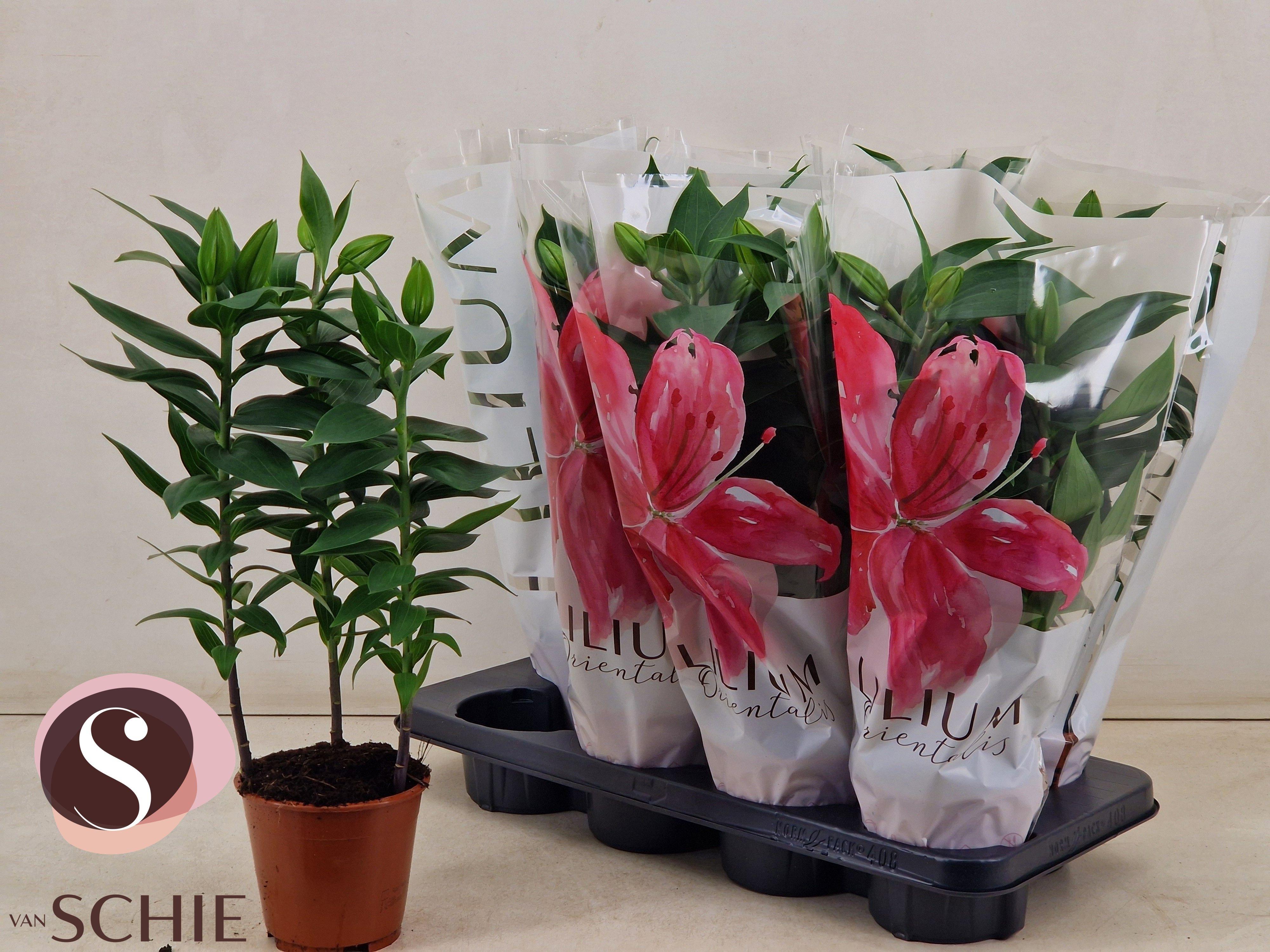 Горшечные цветы и растения оптом Lil Or Reeleeze от 8шт из Голландии с доставкой по России