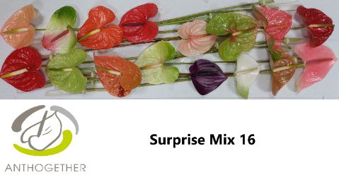 Срезанные цветы оптом Anthurium mix suprise от 16шт из Голландии с доставкой по России