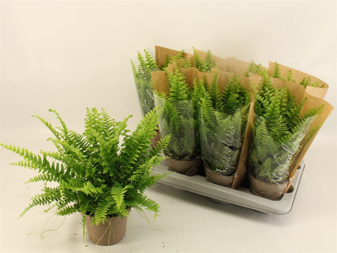Горшечные цветы и растения оптом Nephrolepis Green Lady от 8шт из Голландии с доставкой по России
