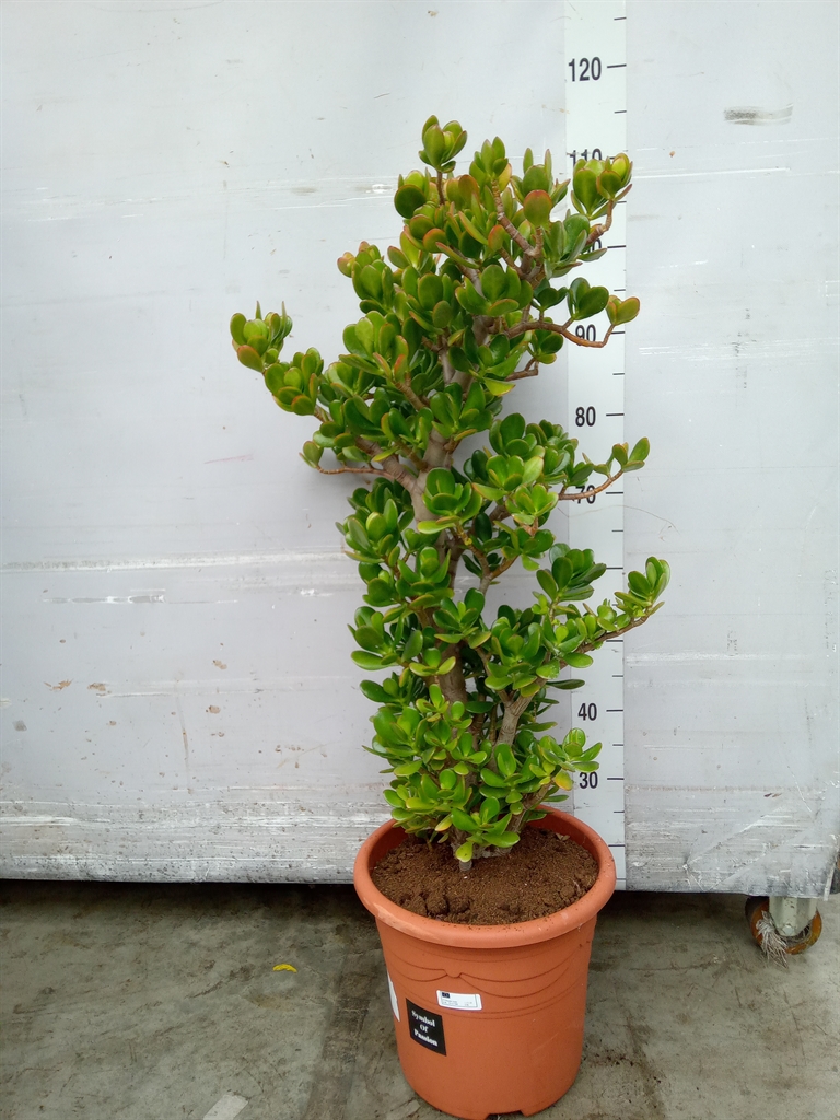 Горшечные цветы и растения оптом Crassula Ovata от 1шт' из Голландии с доставкой по России
