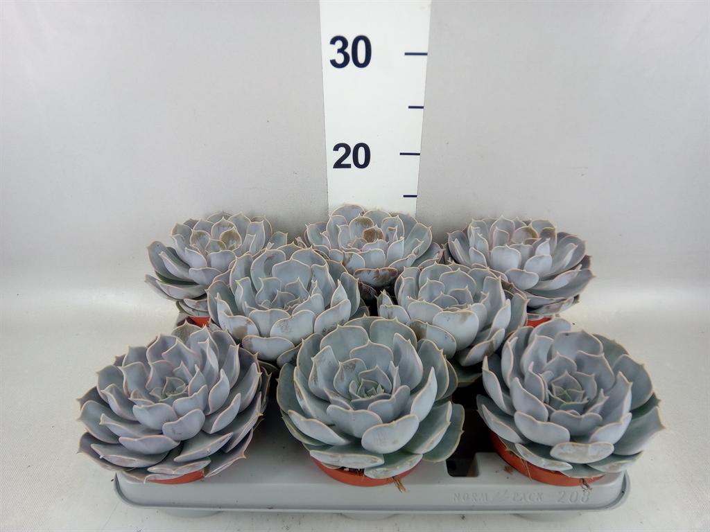 Горшечные цветы и растения оптом Echeveria Lilacina от 8шт из Голландии с доставкой по России