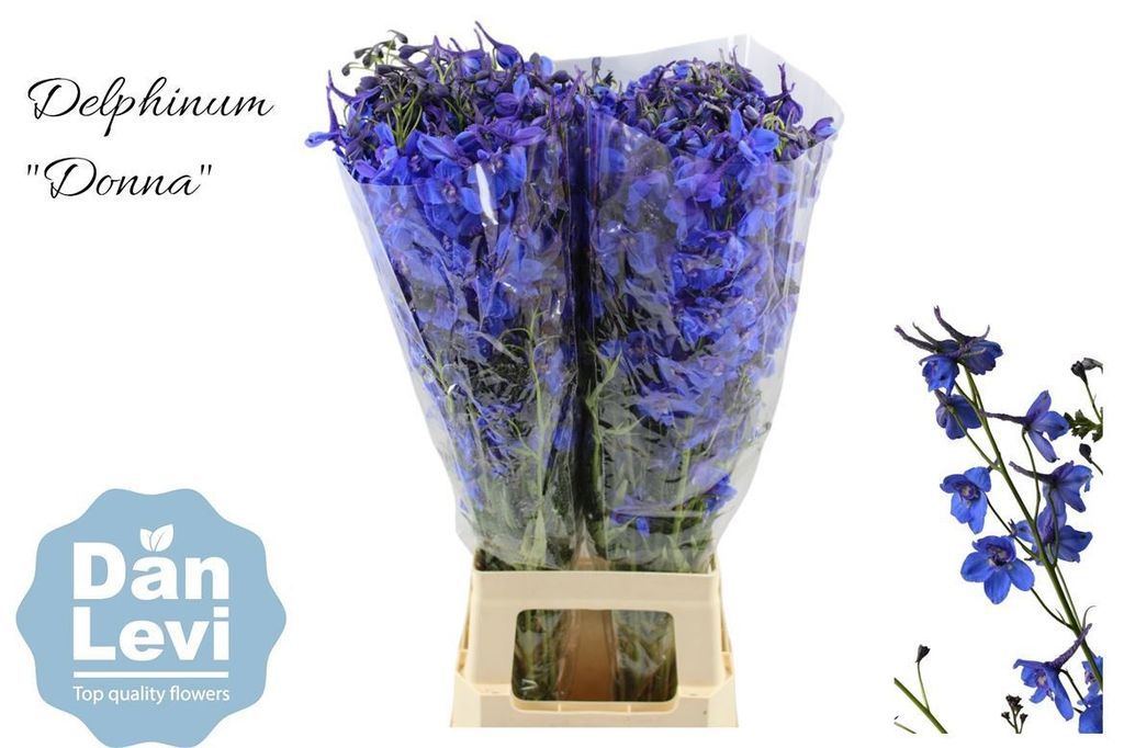 Срезанные цветы оптом Delphinium si donna от 40шт. из Голландии с доставкой по России