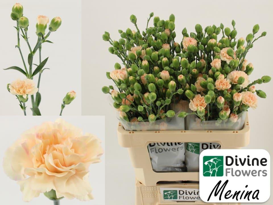 Срезанные цветы оптом Dianthus sp menina от 60шт из Голландии с доставкой по России