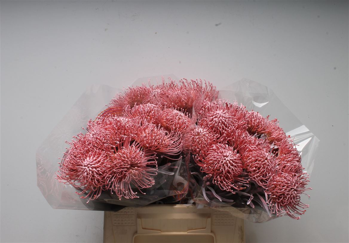 Срезанные цветы оптом Nutans paint pink light от 30шт из Голландии с доставкой по России