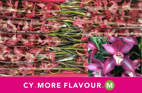 Срезанные цветы оптом Minicymbidium ruby heart ina от 10шт из Голландии с доставкой по России