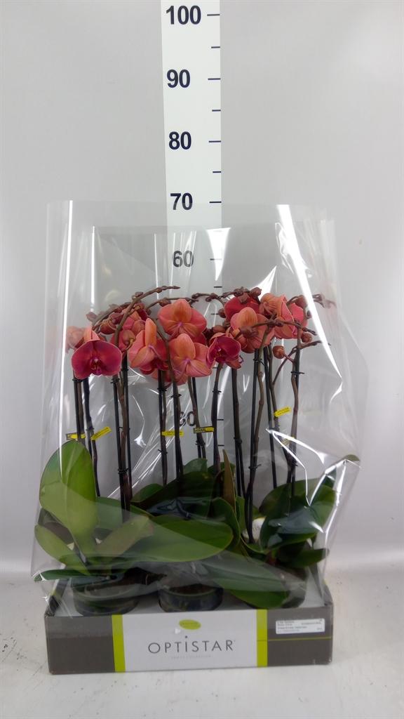 Горшечные цветы и растения оптом Phalaenopsis ...orange от 6шт из Голландии с доставкой по России