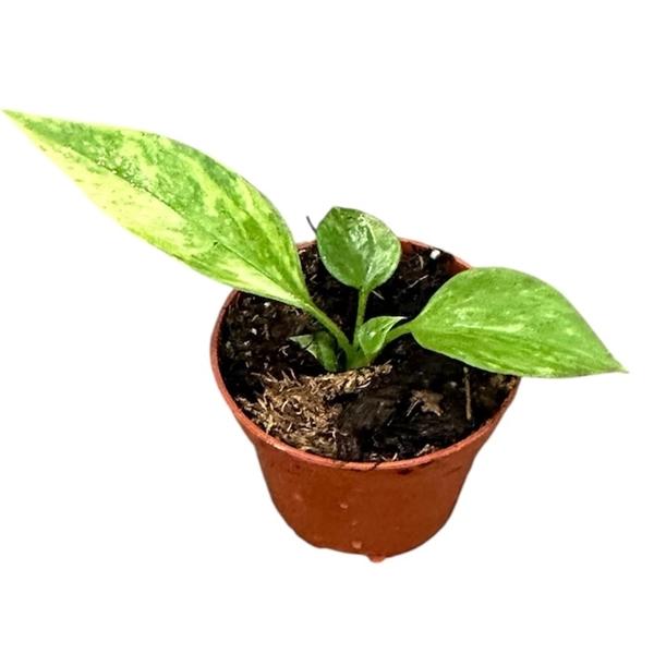 Горшечные цветы и растения оптом Anthurium Vittarifolium Variegata от 1шт (для телеги) из Голландии с доставкой по России