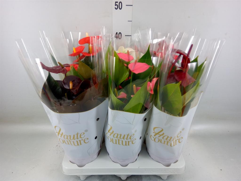 Горшечные цветы и растения оптом Anthurium Andr.   ...mix  3 от 6шт из Голландии с доставкой по России