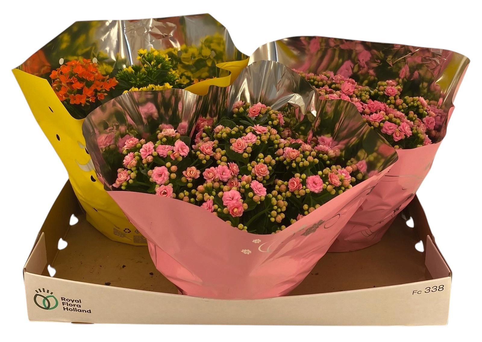 Горшечные цветы и растения оптом Kal Ge Gem от 3шт из Голландии с доставкой по России