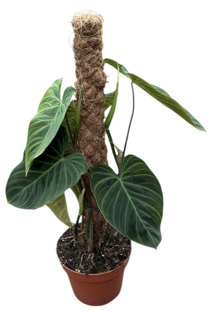 Горшечные цветы и растения оптом Philodendron Splendid от 1шт из Голландии с доставкой по России