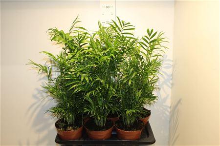 Горшечные цветы и растения оптом Chamaedorea Elegans от 6шт из Голландии с доставкой по России