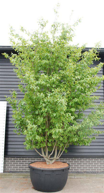 Горшечные цветы и растения оптом Parrotia Persica от 1шт из Голландии с доставкой по России