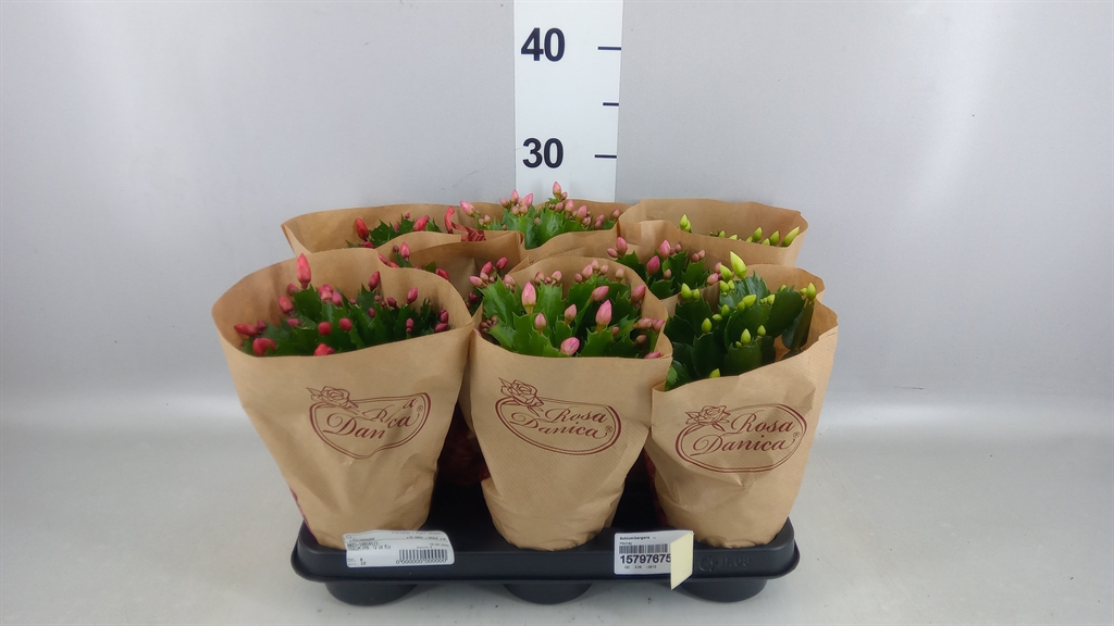 Горшечные цветы и растения оптом Schlumbergera ... от 8шт из Голландии с доставкой по России
