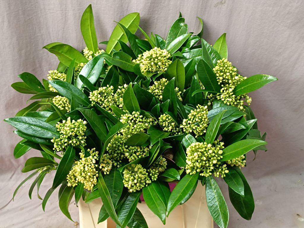 Срезанные цветы оптом Skimmia kew green per bunch от 6шт из Голландии с доставкой по России