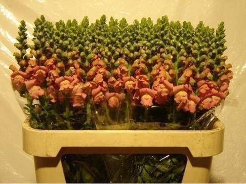 Срезанные цветы оптом Antirrhinum pink от 40шт из Голландии с доставкой по России
