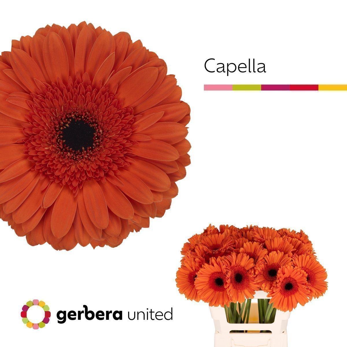 Срезанные цветы оптом Gerbera capella от 40шт из Голландии с доставкой по России