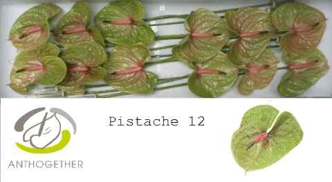 Срезанные цветы оптом Anthurium pistache от 12шт из Голландии с доставкой по России