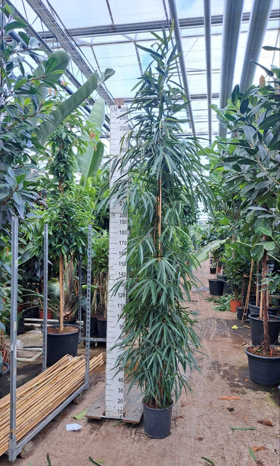 Горшечные цветы и растения оптом Ficus Bin Alii от 1шт из Голландии с доставкой по России