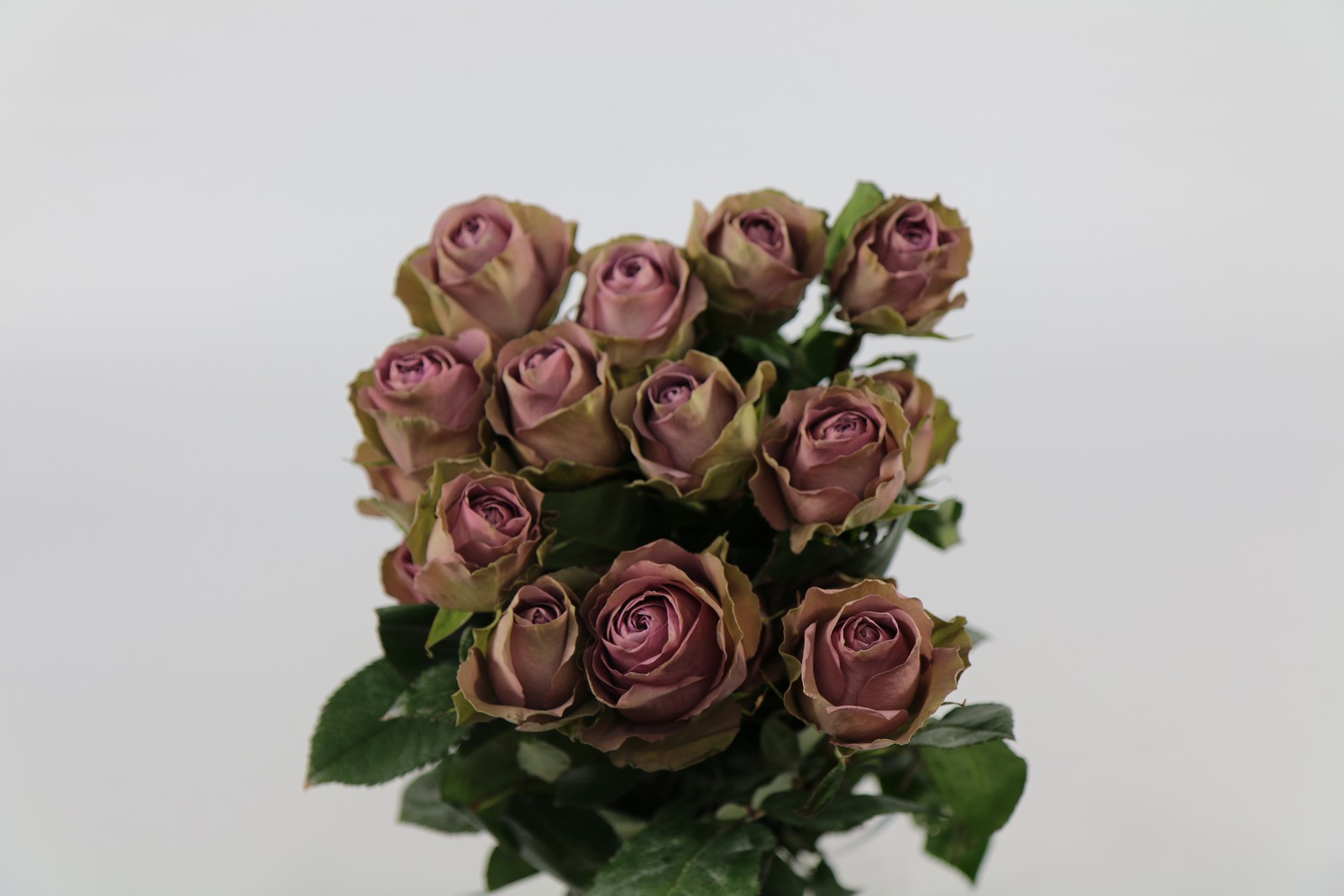 Срезанные цветы оптом Rosa ec tiara от 125шт из Голландии с доставкой по России