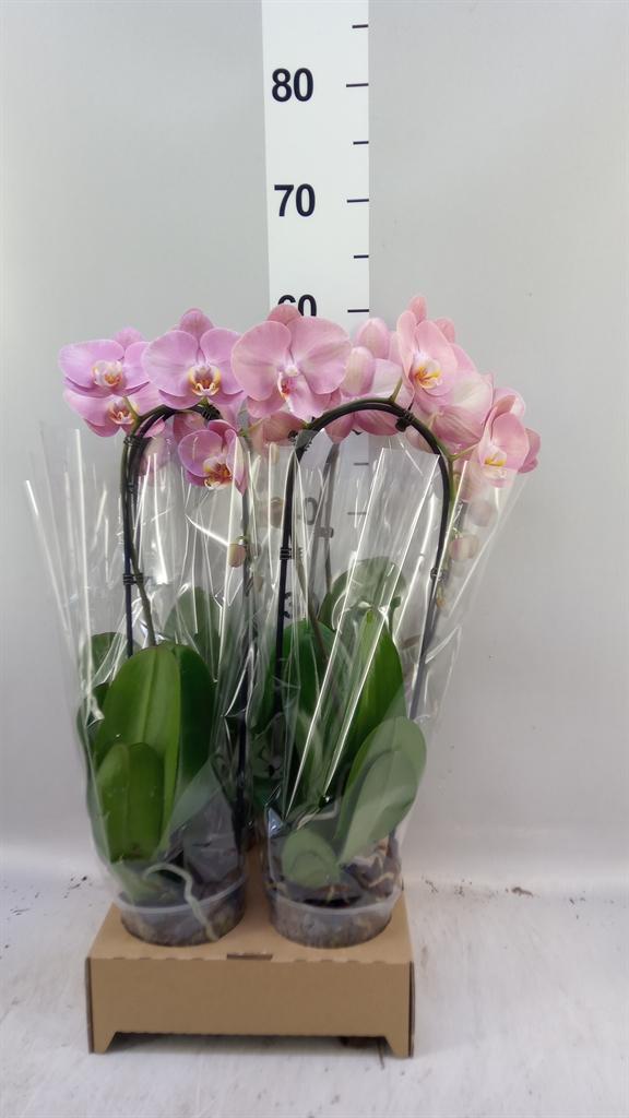 Горшечные цветы и растения оптом Phal Elegant Cascade A от 4шт из Голландии с доставкой по России