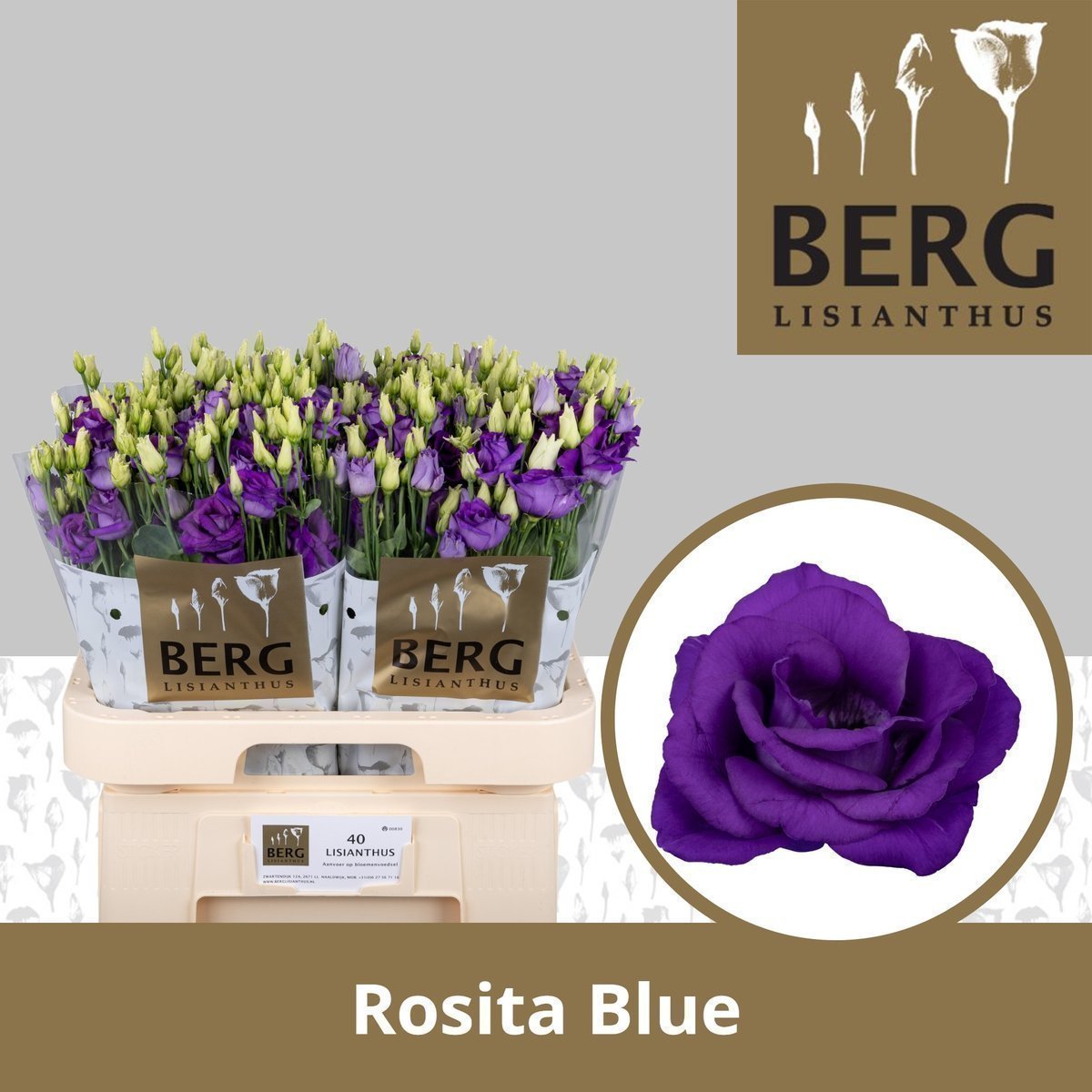 Срезанные цветы оптом Lisianthus do rosita blue от 40шт.. из Голландии с доставкой по России