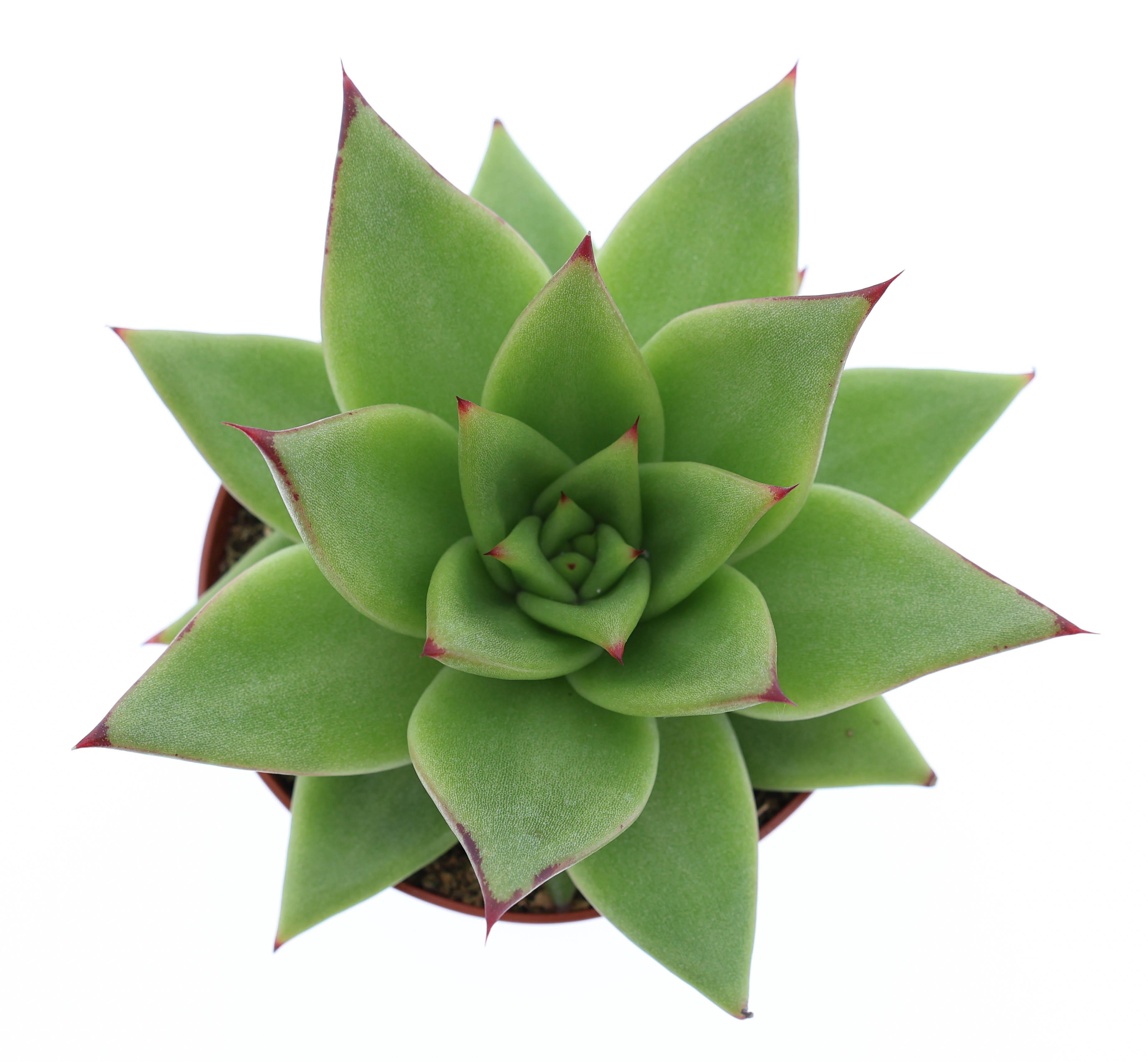 Горшечные цветы и растения оптом Echeveria Ebony от 12шт (для телеги) из Голландии с доставкой по России