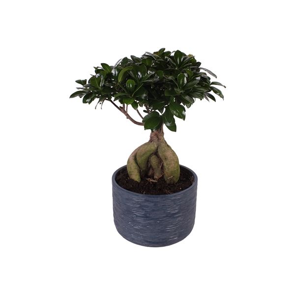 Горшечные цветы и растения оптом Ficus Ginseng In Rustic Touch от 2шт из Голландии с доставкой по России