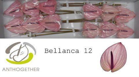 Срезанные цветы оптом Anthurium bellanca от 12шт из Голландии с доставкой по России