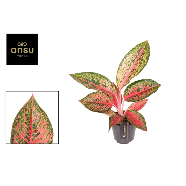 Горшечные цветы и растения оптом Aglaonema Lychee Red от 6шт из Голландии с доставкой по России