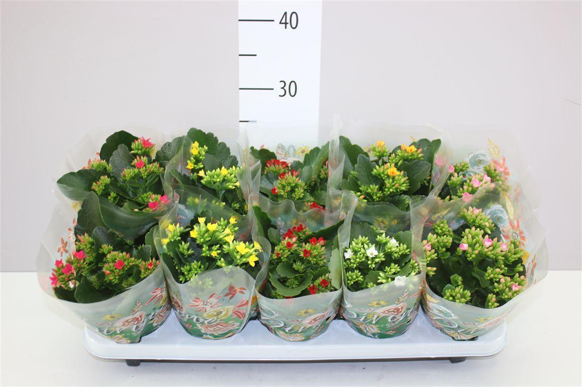 Горшечные цветы и растения оптом Kalanchoe Bl Gemengd от 10шт из Голландии с доставкой по России