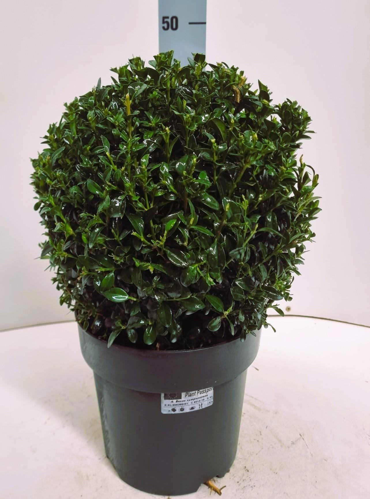 Горшечные цветы и растения оптом Buxu Sempervirens от 1шт из Голландии с доставкой по России