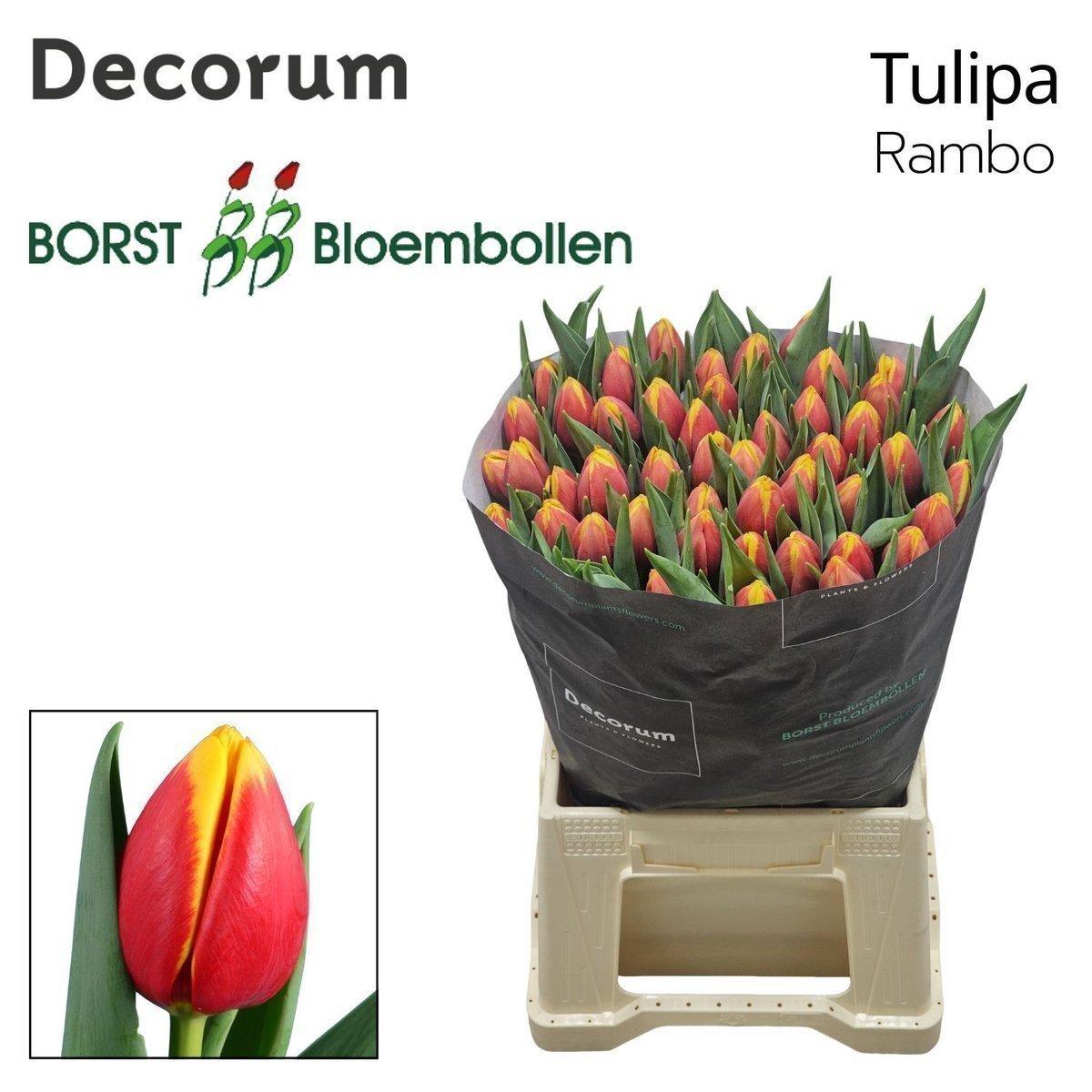 Срезанные цветы оптом Tulipa si rambo от 50шт из Голландии с доставкой по России