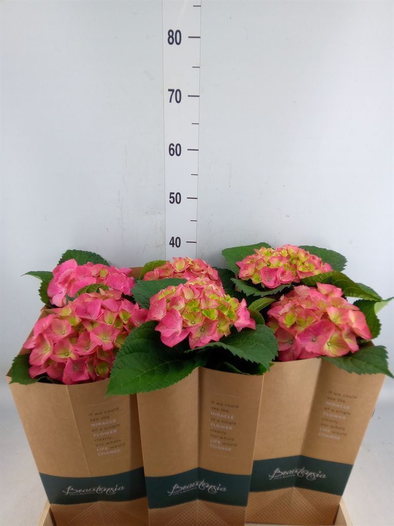 Горшечные цветы и растения оптом Hydrangea Mac.   ... от 6шт из Голландии с доставкой по России
