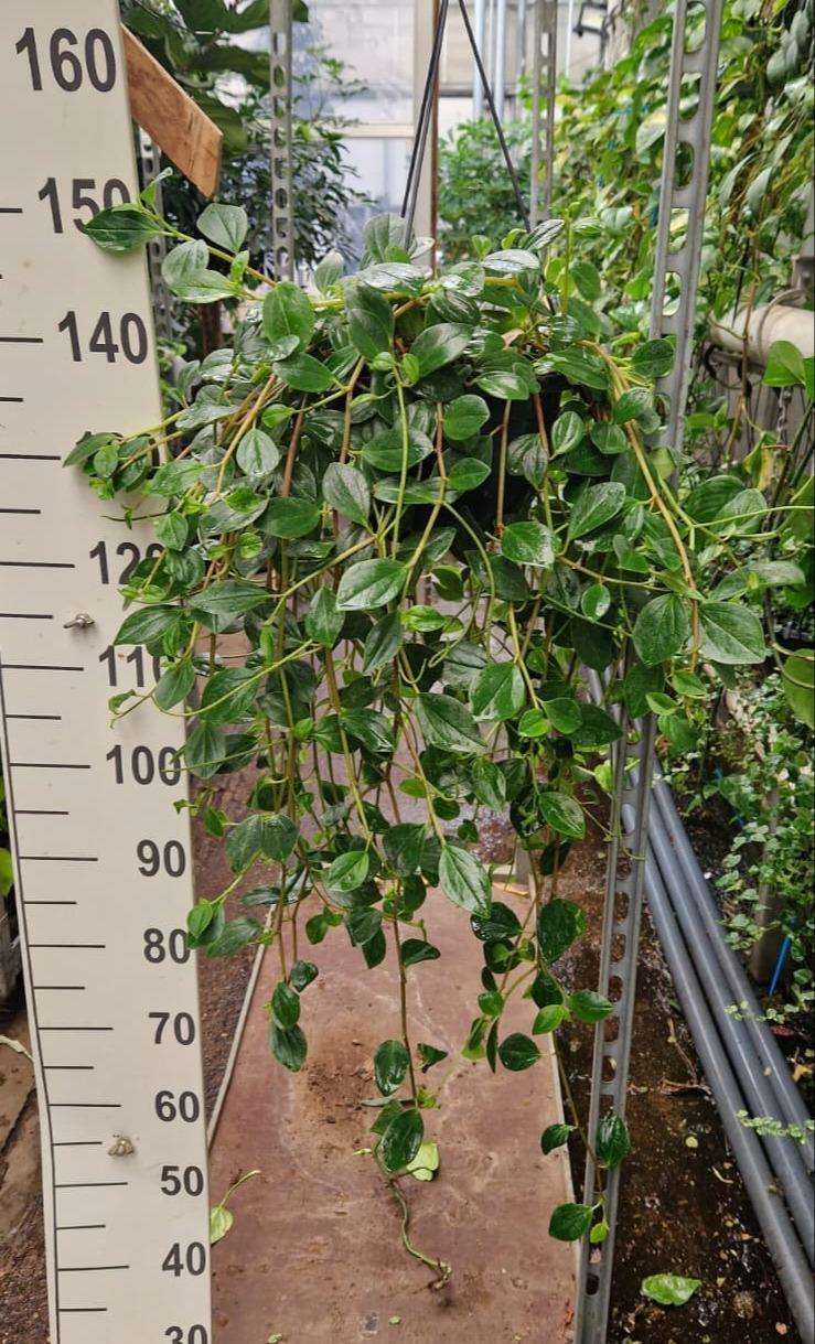 Горшечные цветы и растения оптом Peperomia Smaragd Hang от 1шт из Голландии с доставкой по России