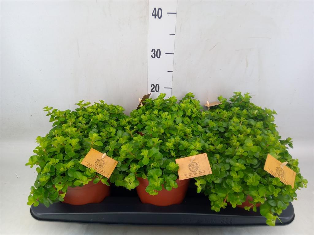 Горшечные цветы и растения оптом Peperomia Rotundifolia от 6шт из Голландии с доставкой по России