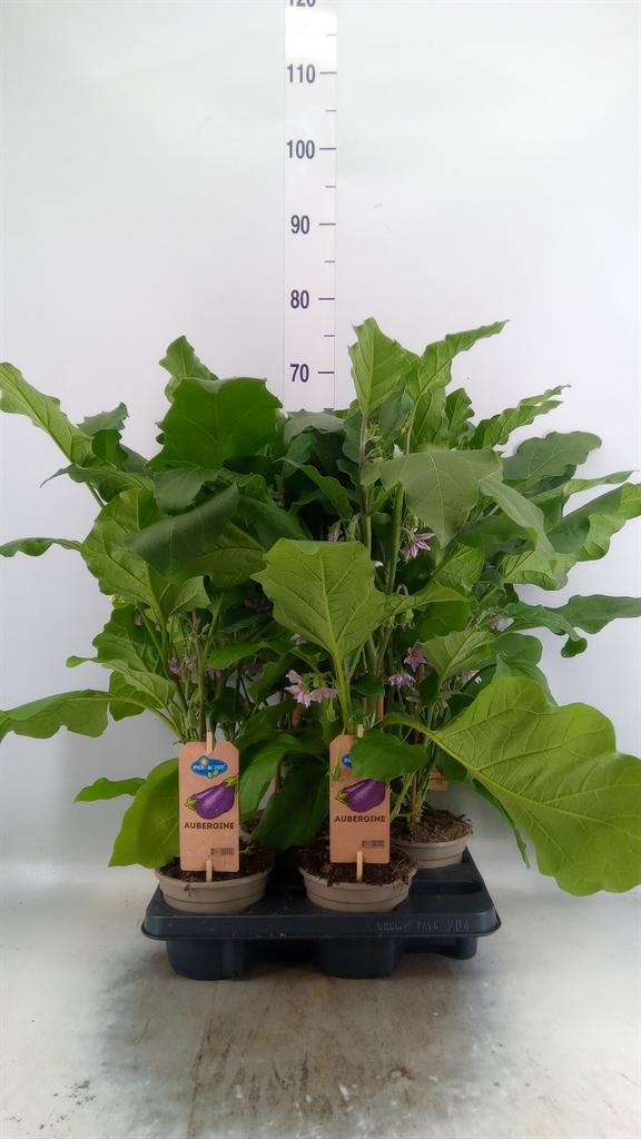 Горшечные цветы и растения оптом Solanum Melongena  ...aubergine от 4шт из Голландии с доставкой по России
