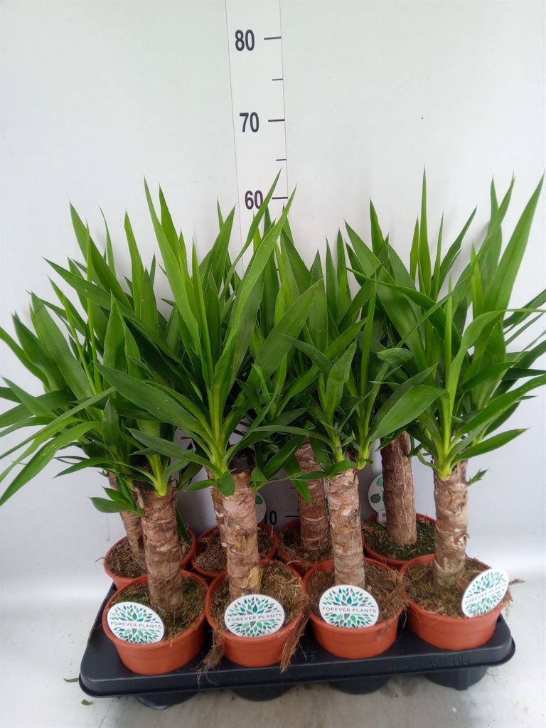 Горшечные цветы и растения оптом Yucca 30cm Stem 1+ от 8шт из Голландии с доставкой по России