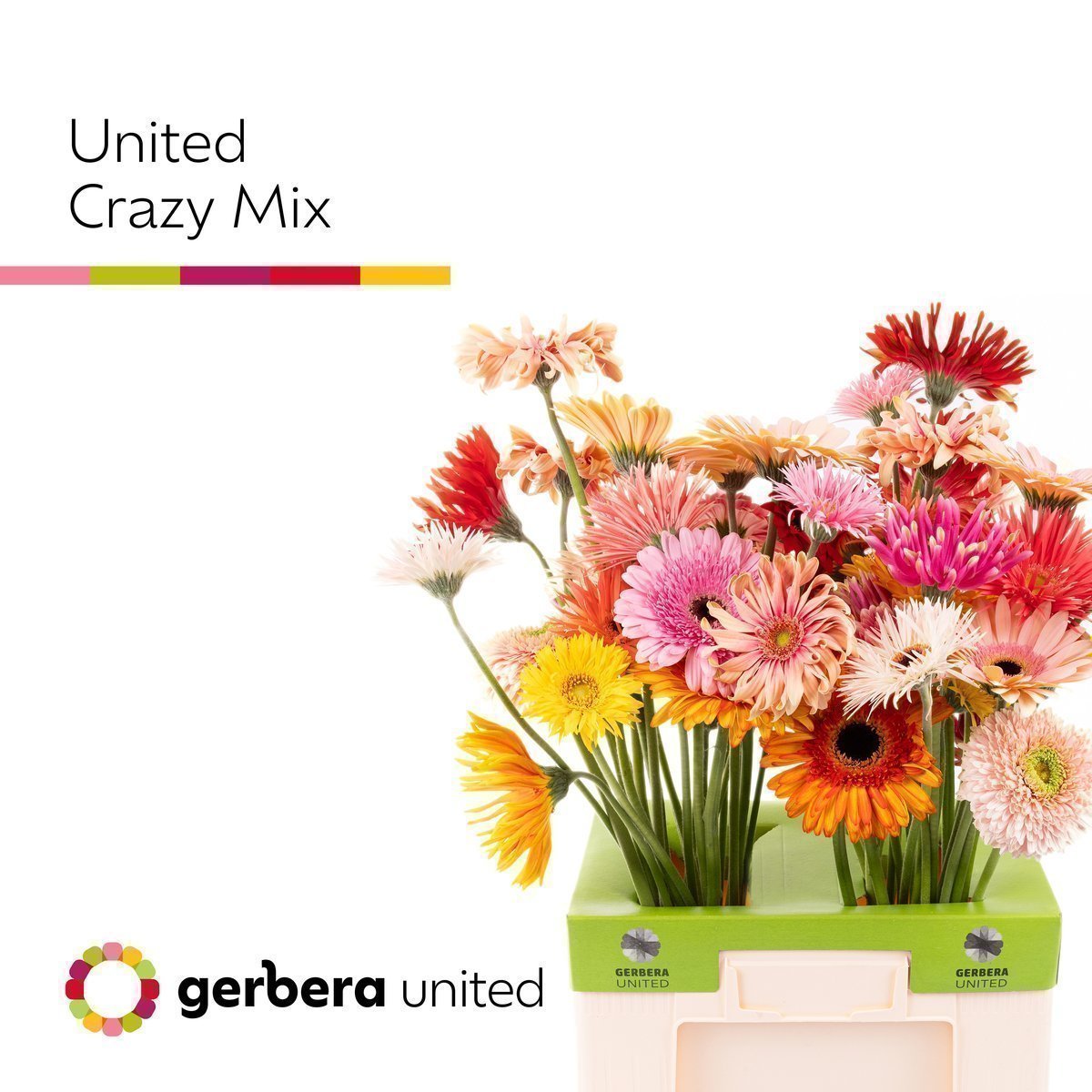 Срезанные цветы оптом Gerbera spinbloemig от 50шт из Голландии с доставкой по России