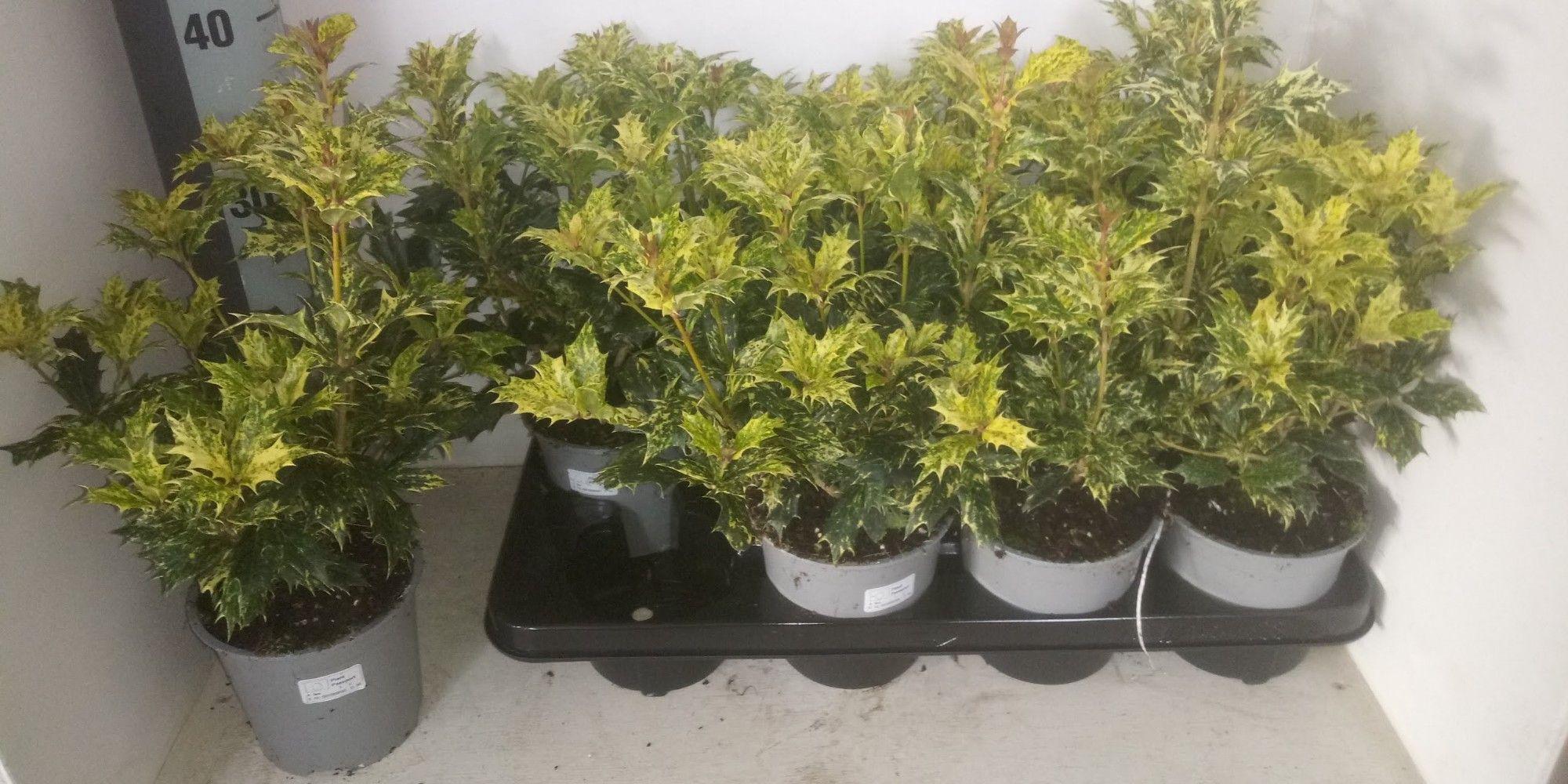 Горшечные цветы и растения оптом Osmanthus Het. Goshiki от 8шт из Голландии с доставкой по России