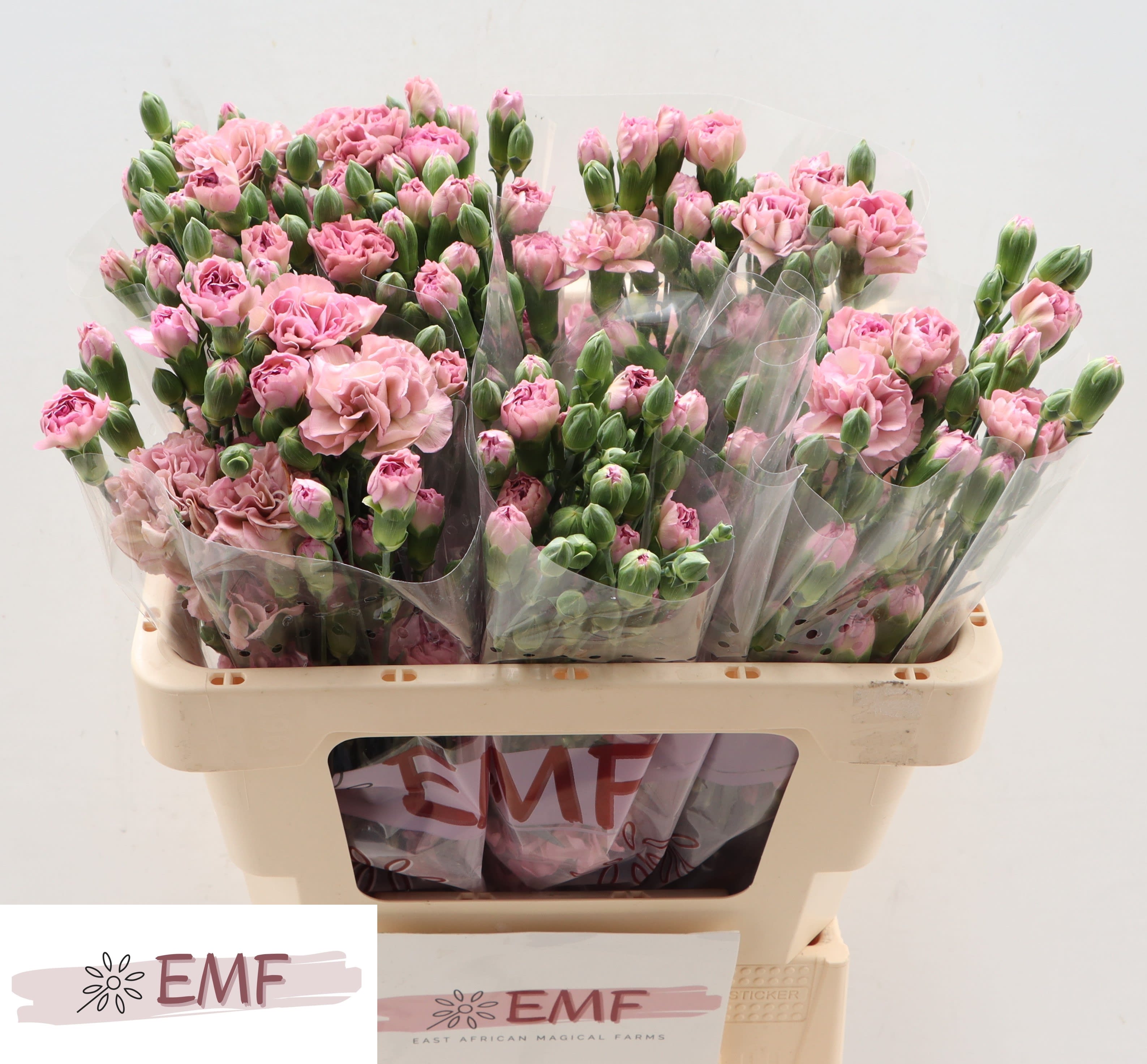 Срезанные цветы оптом Dianthus sp mocha sweet от 60шт из Голландии с доставкой по России