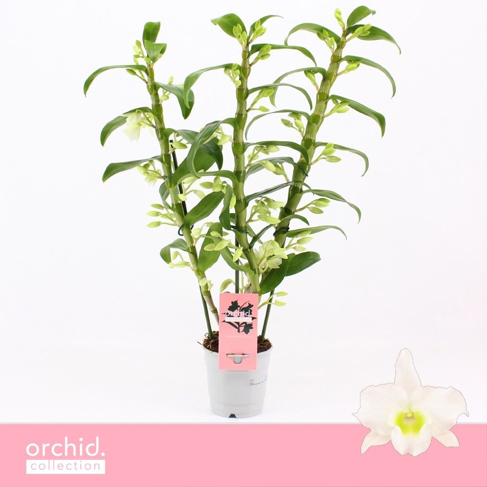 Горшечные цветы и растения оптом Dendr Nob 3st Apollon Orchid Collection от 10шт из Голландии с доставкой по России