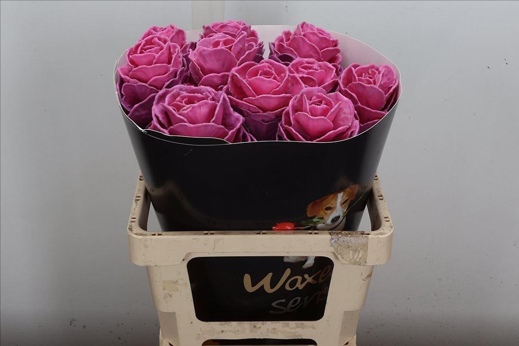 Срезанные цветы оптом Brassica wax pink от 10шт из Голландии с доставкой по России