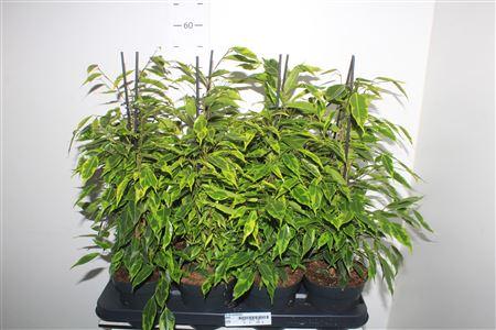 Горшечные цветы и растения оптом Ficus Be Anastasia от 8шт' из Голландии с доставкой по России