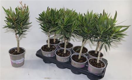 Горшечные цветы и растения оптом Nerium Oleander Stam 4 Branche от 8шт из Голландии с доставкой по России