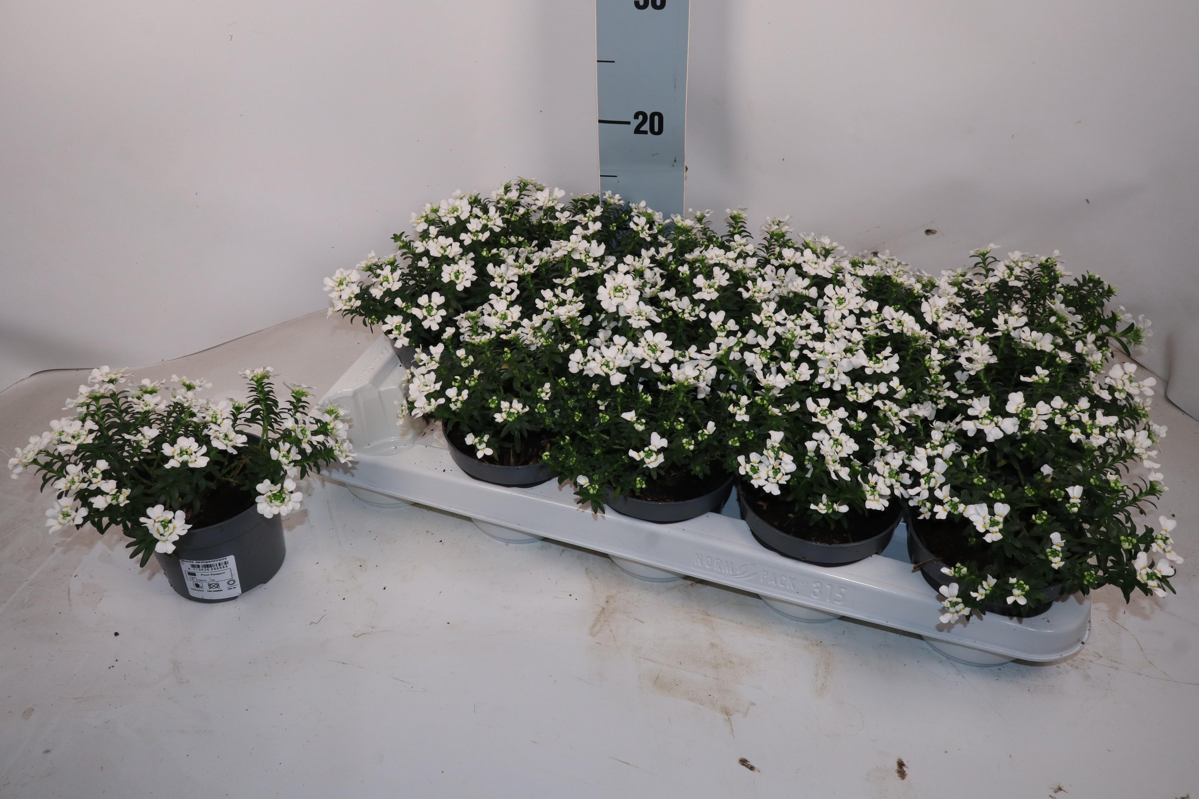 Горшечные цветы и растения оптом Iber Sempervirens от 15шт из Голландии с доставкой по России